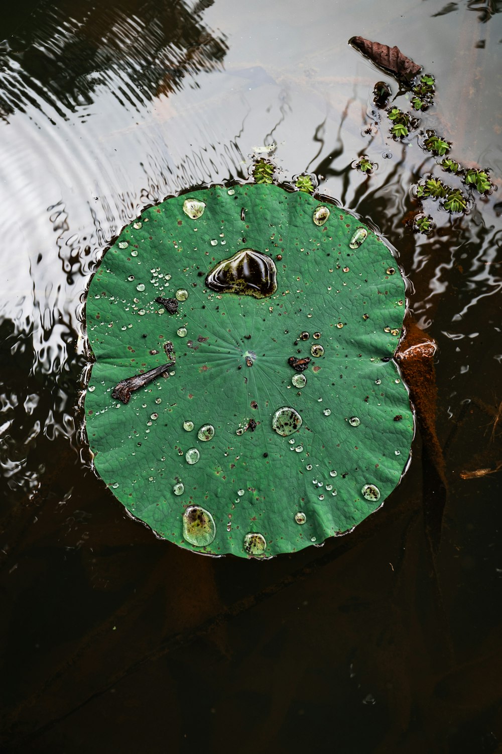 a green leaf floating on top of a body of water