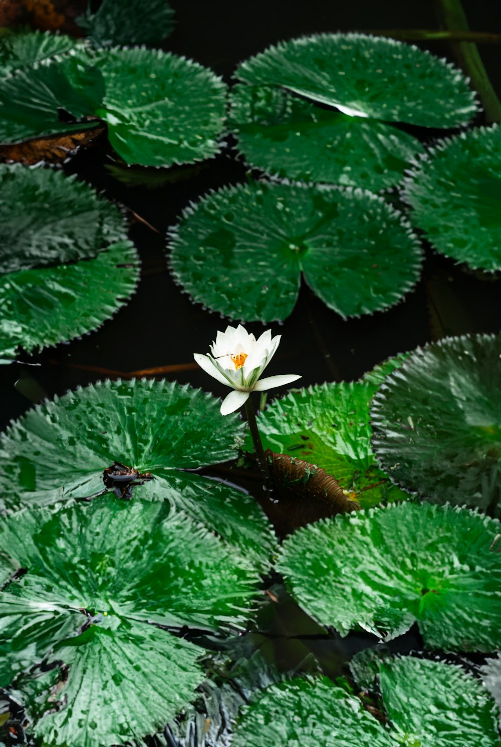 a small white flower sitting on top of green leaves