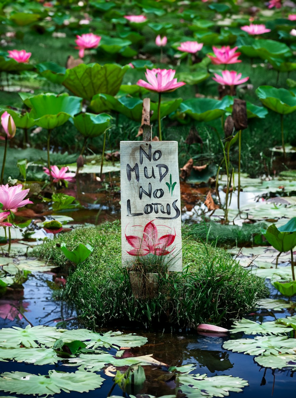 a sign that says no mud no lotus in front of a pond of water lil