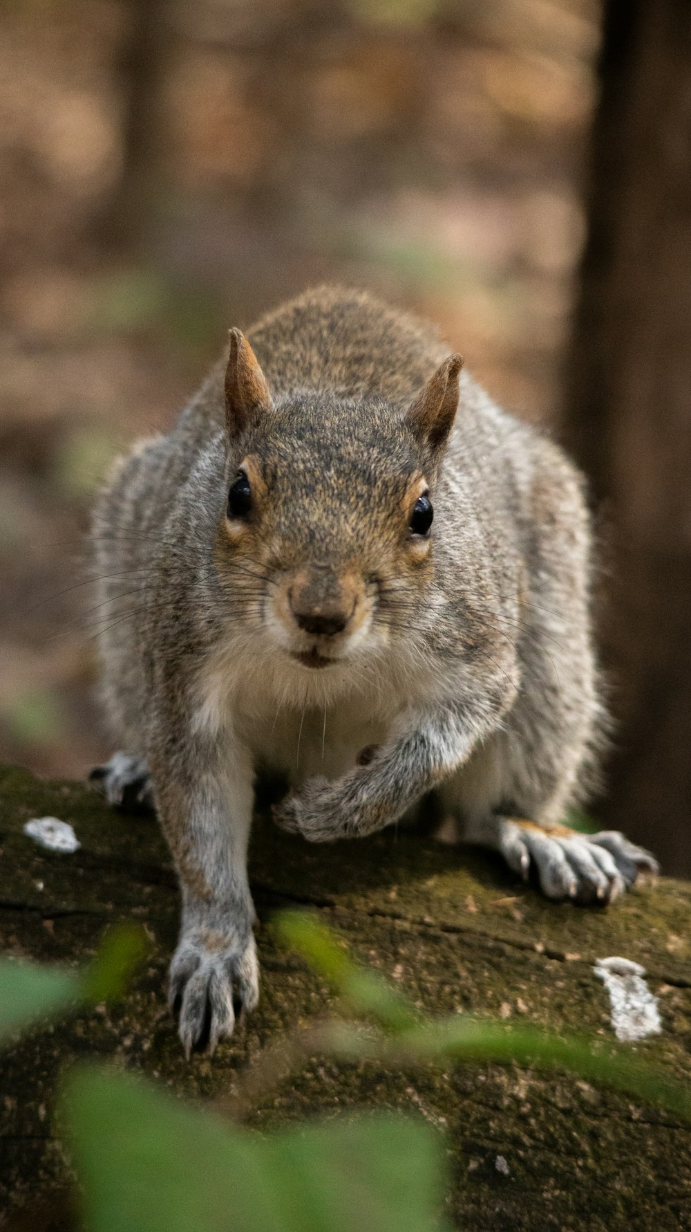 a squirrel is sitting on a log in the woods