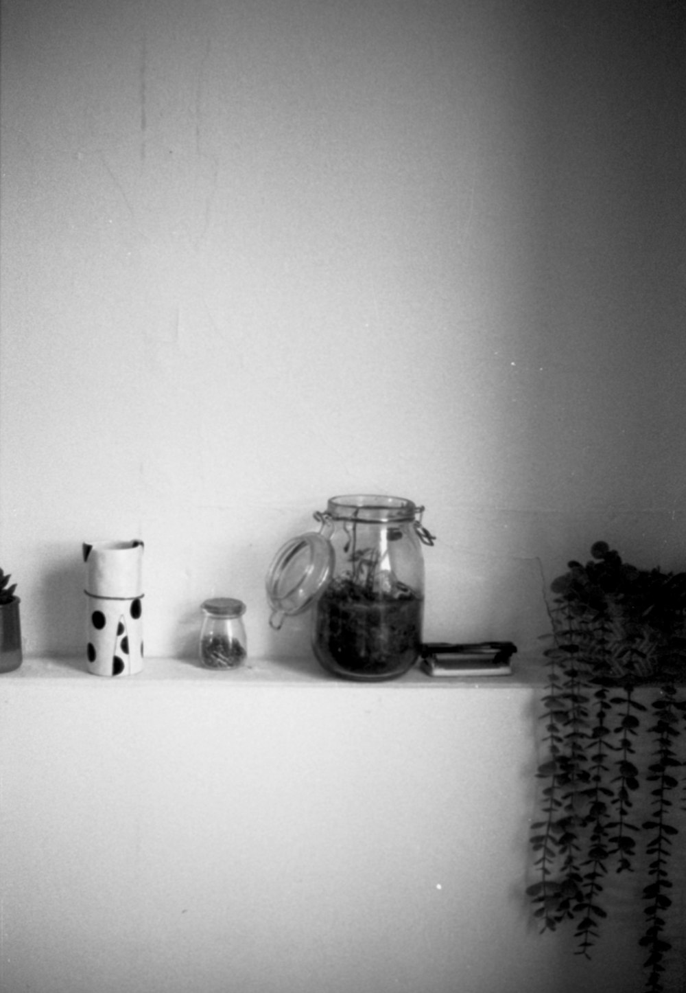 a black and white photo of a shelf with plants