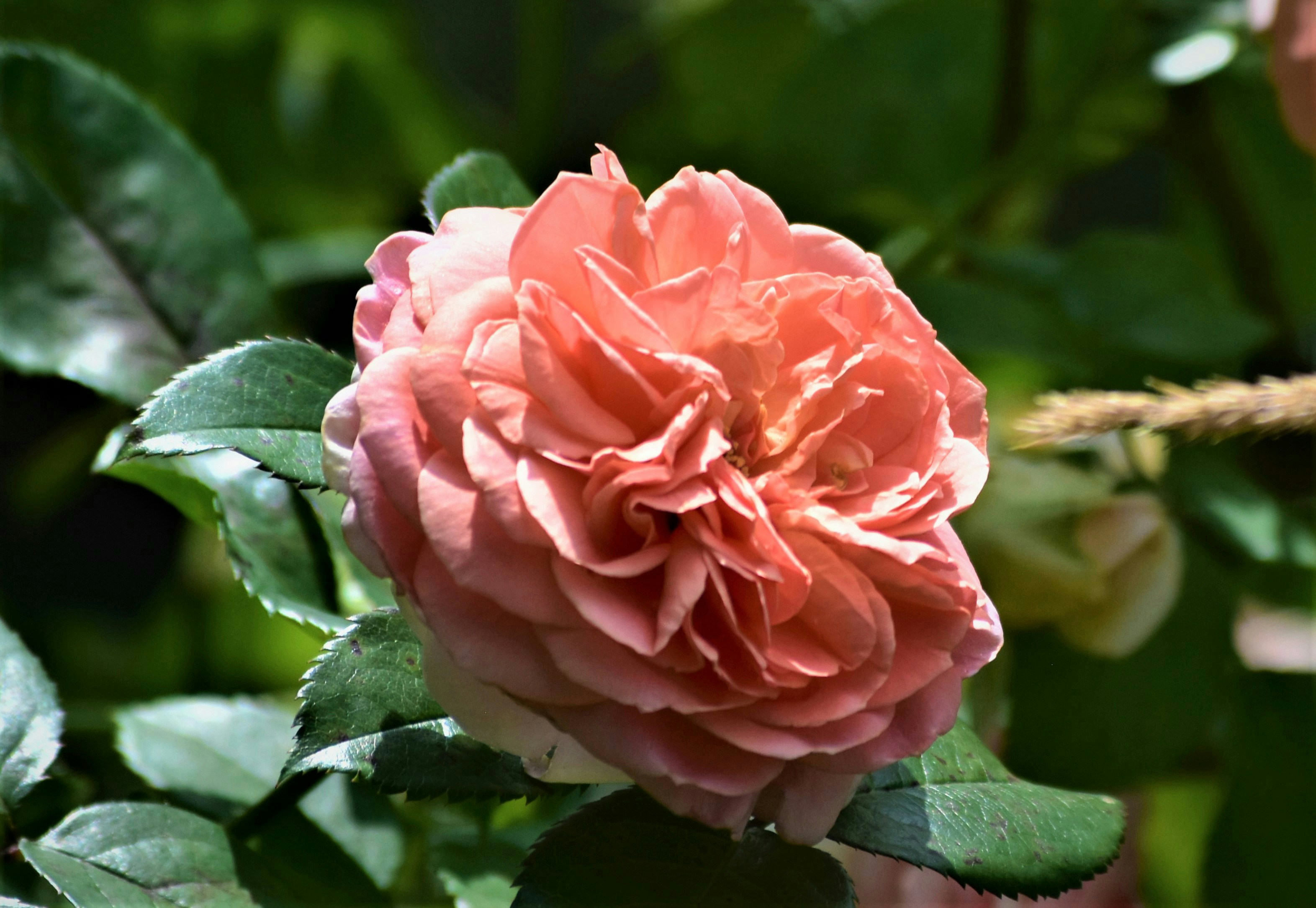 Photo by danielelarosa