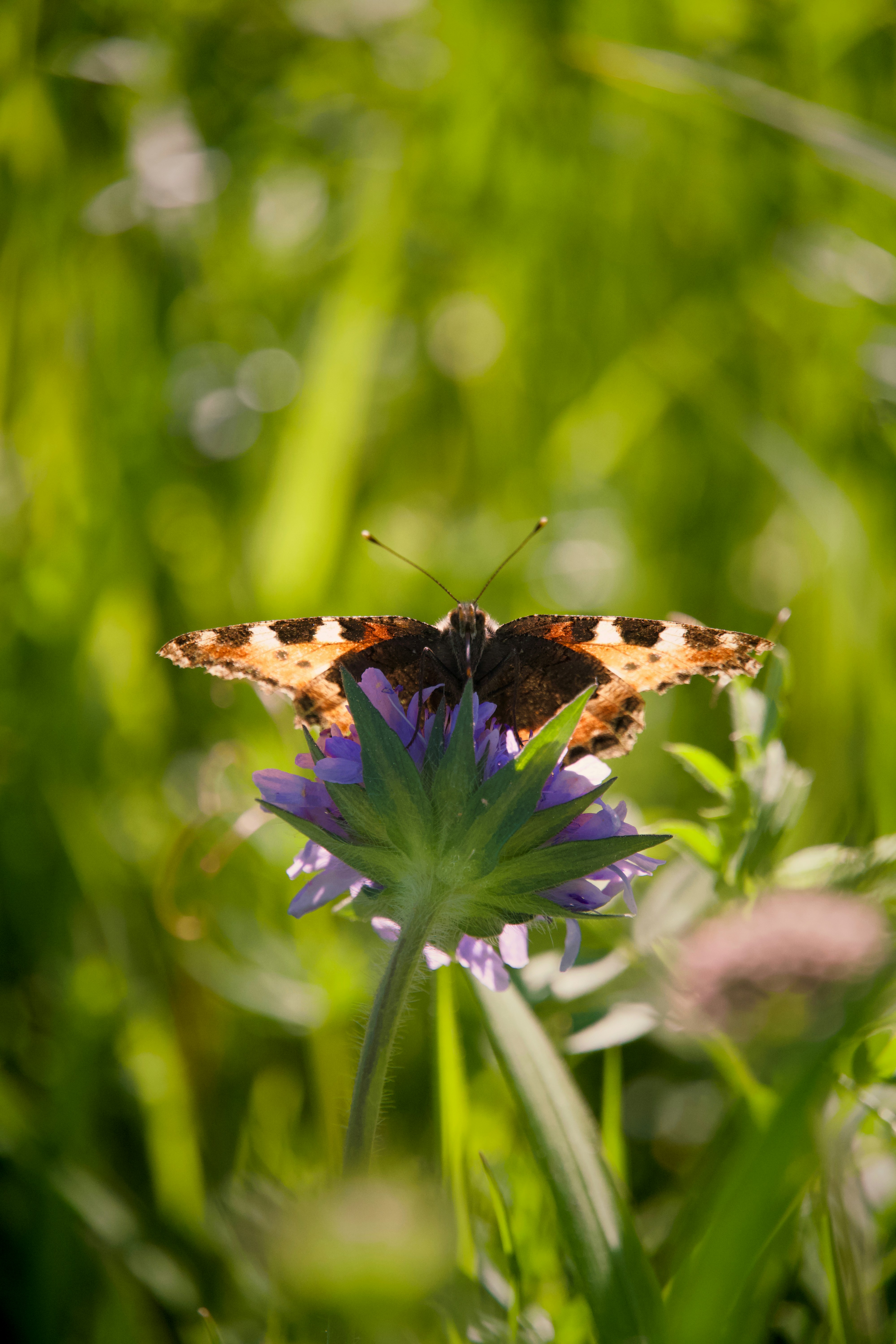 Photo by theodor_jacob