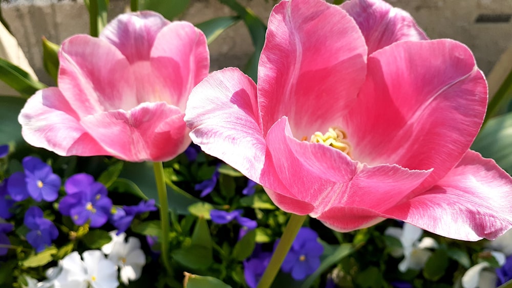 a close up of two pink flowers near blue and white flowers