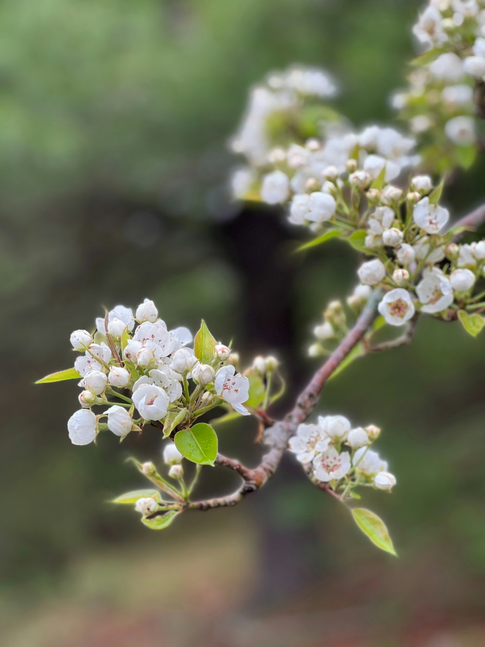 a branch of a tree with white flowers