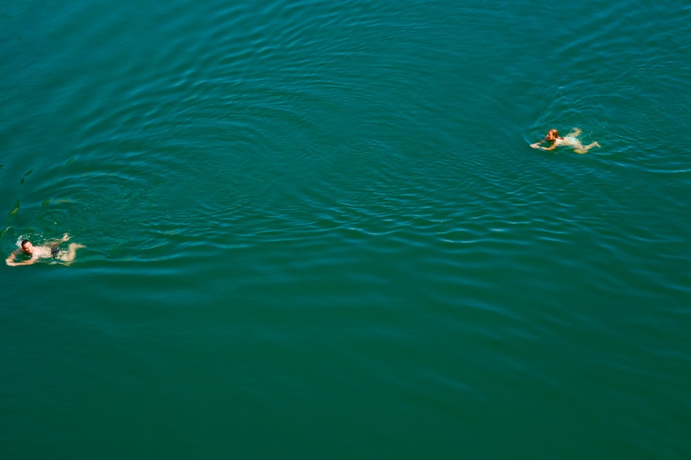 a couple of people swimming in a body of water