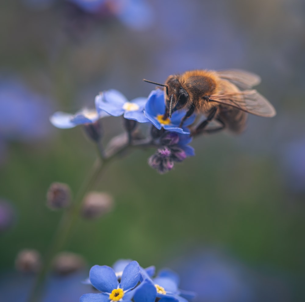 a bee on a blue flower with a blurry background
