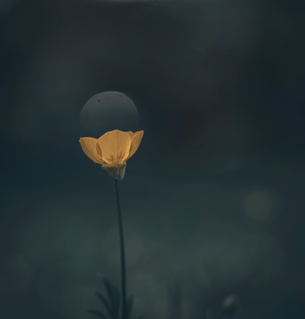 a single yellow flower with a dark background