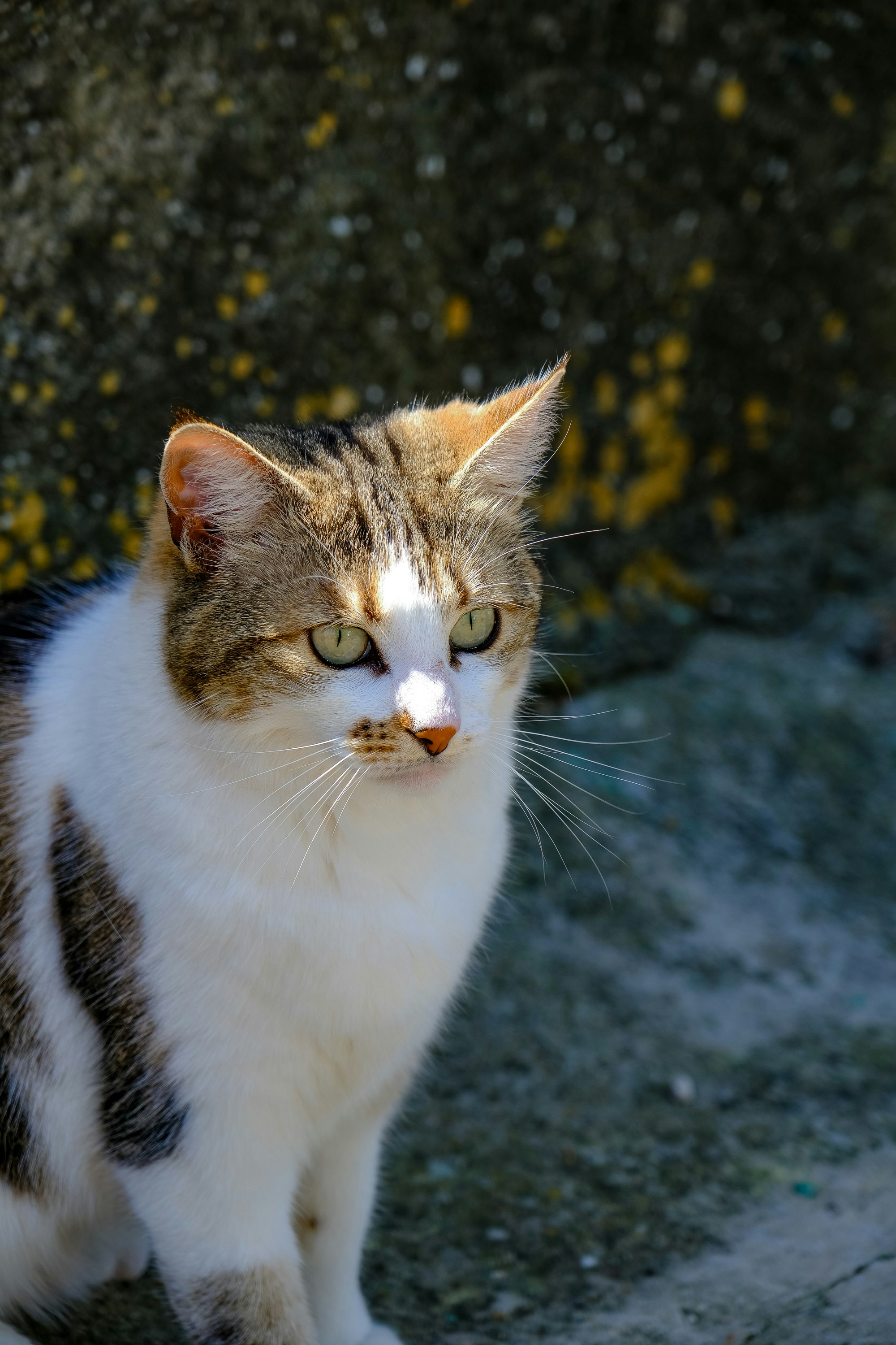 Photo by cestmoisheedy