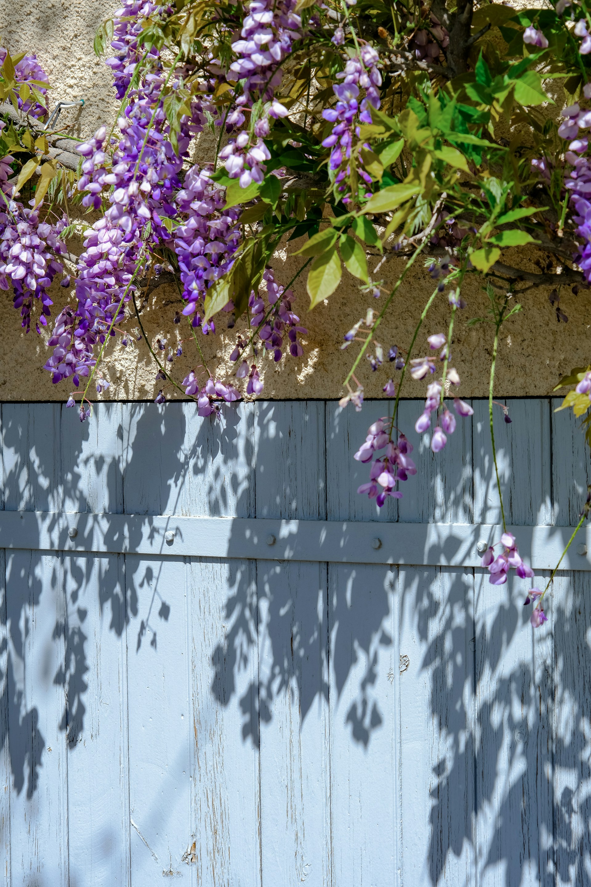 purple flowers are growing on the side of a building