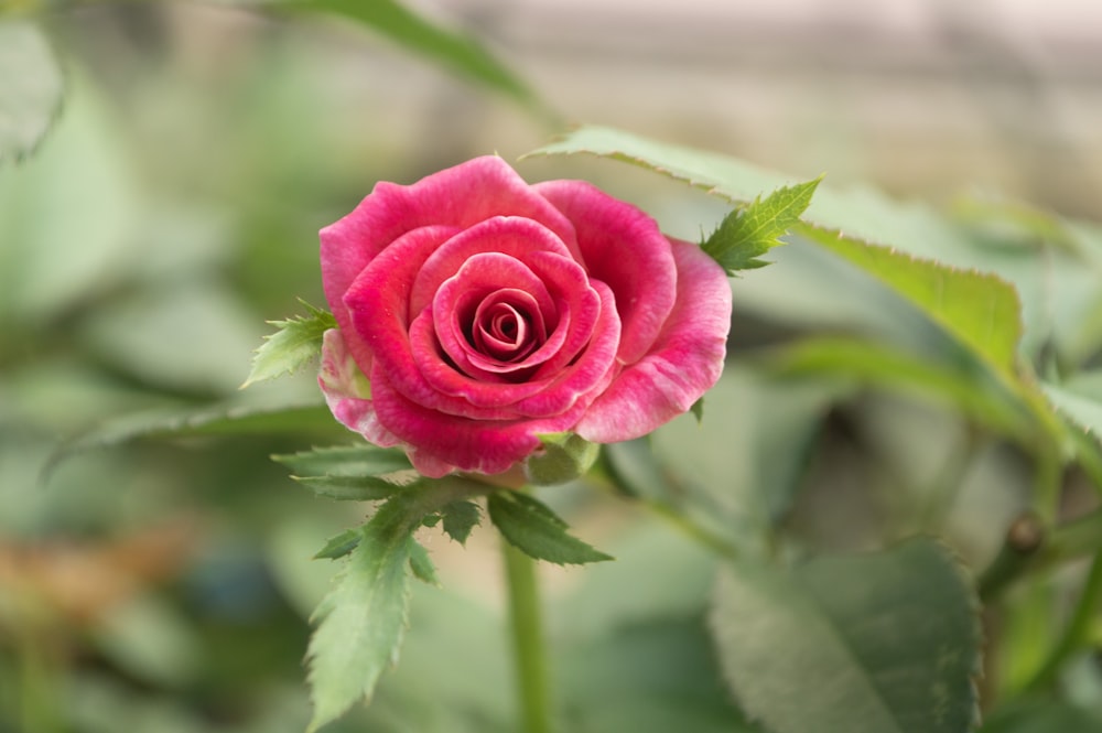 a pink rose with green leaves in the foreground