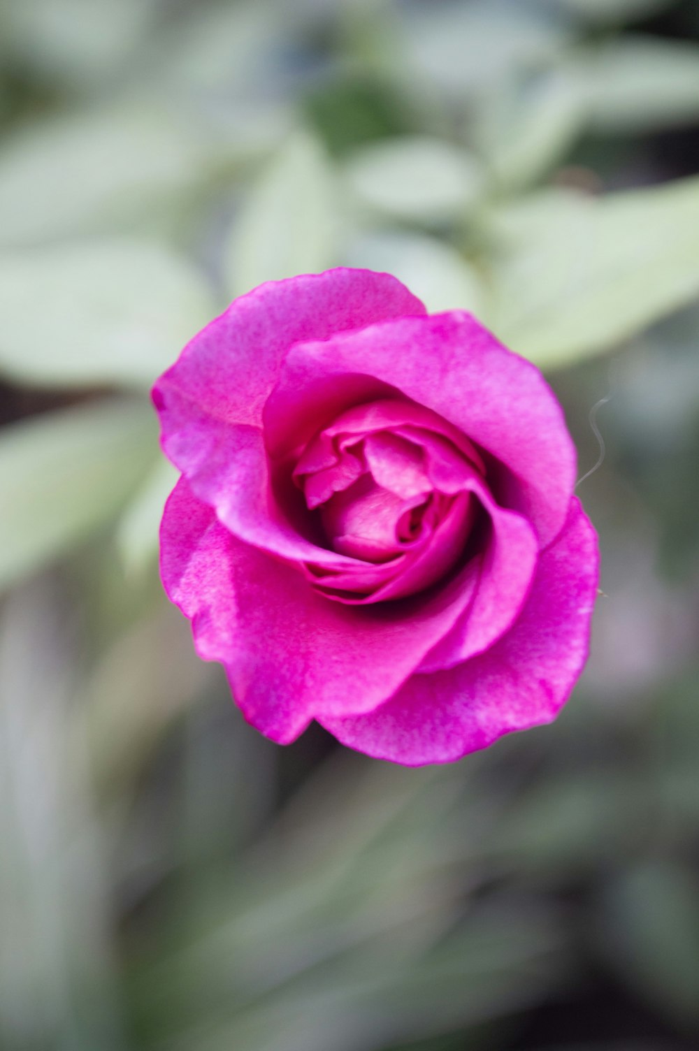 a pink rose with green leaves in the background
