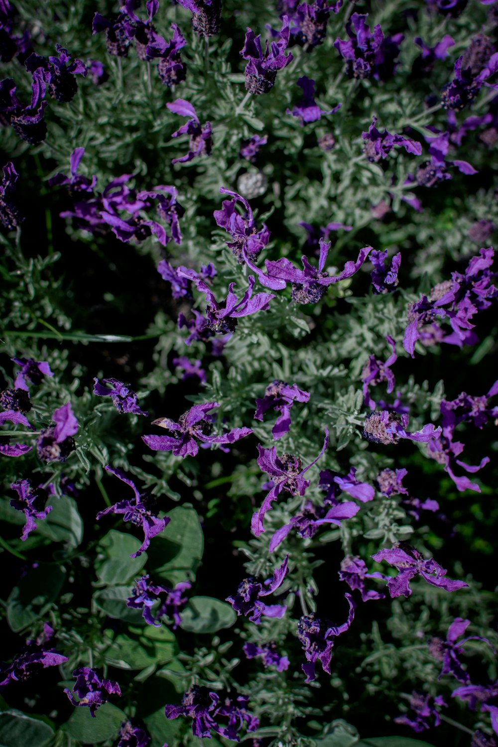 a bunch of purple flowers in a field