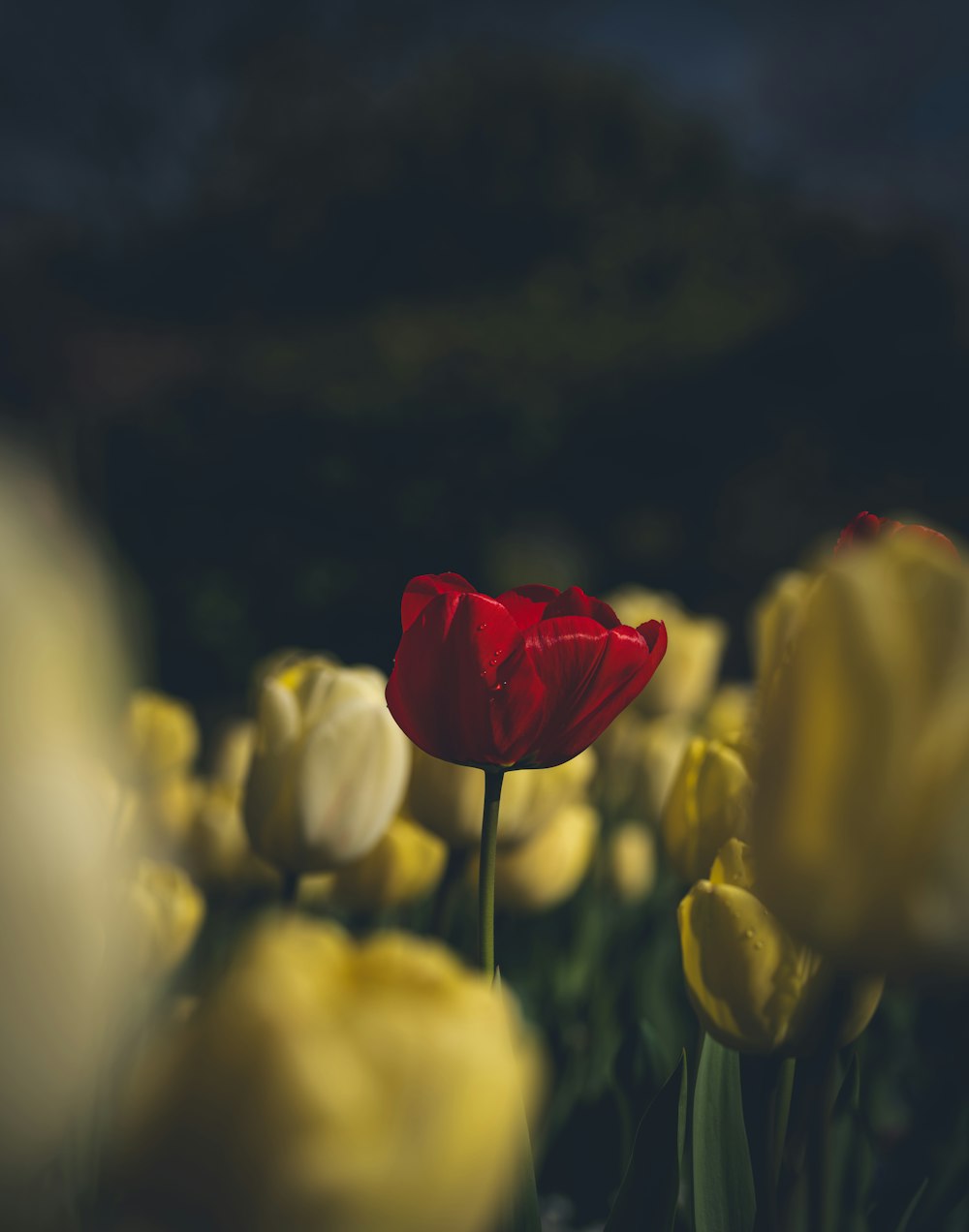 a single red tulip in a field of yellow tulips