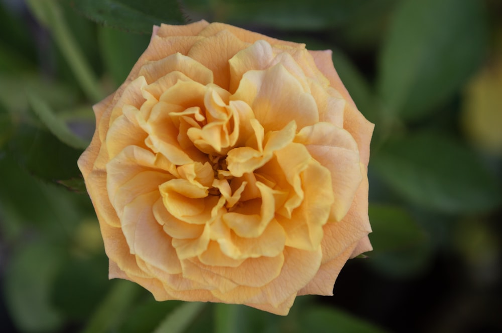 a yellow flower with green leaves in the background