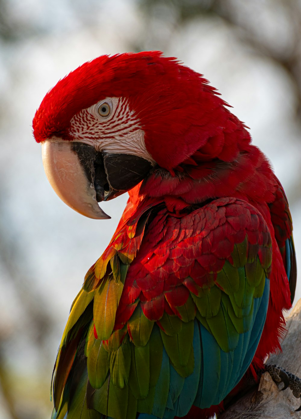 a red and green parrot sitting on top of a tree branch