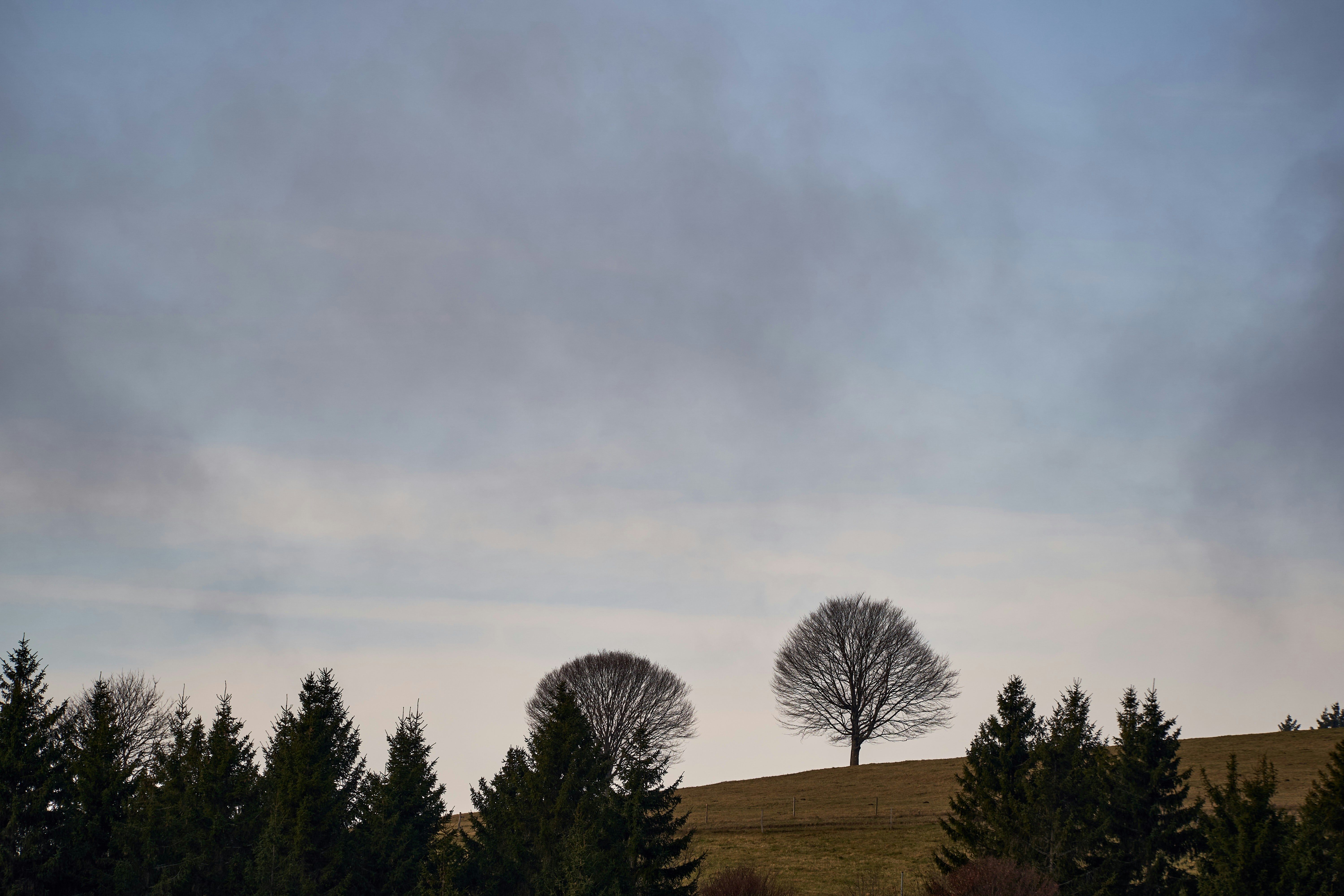 a couple of trees sitting on top of a lush green hillside