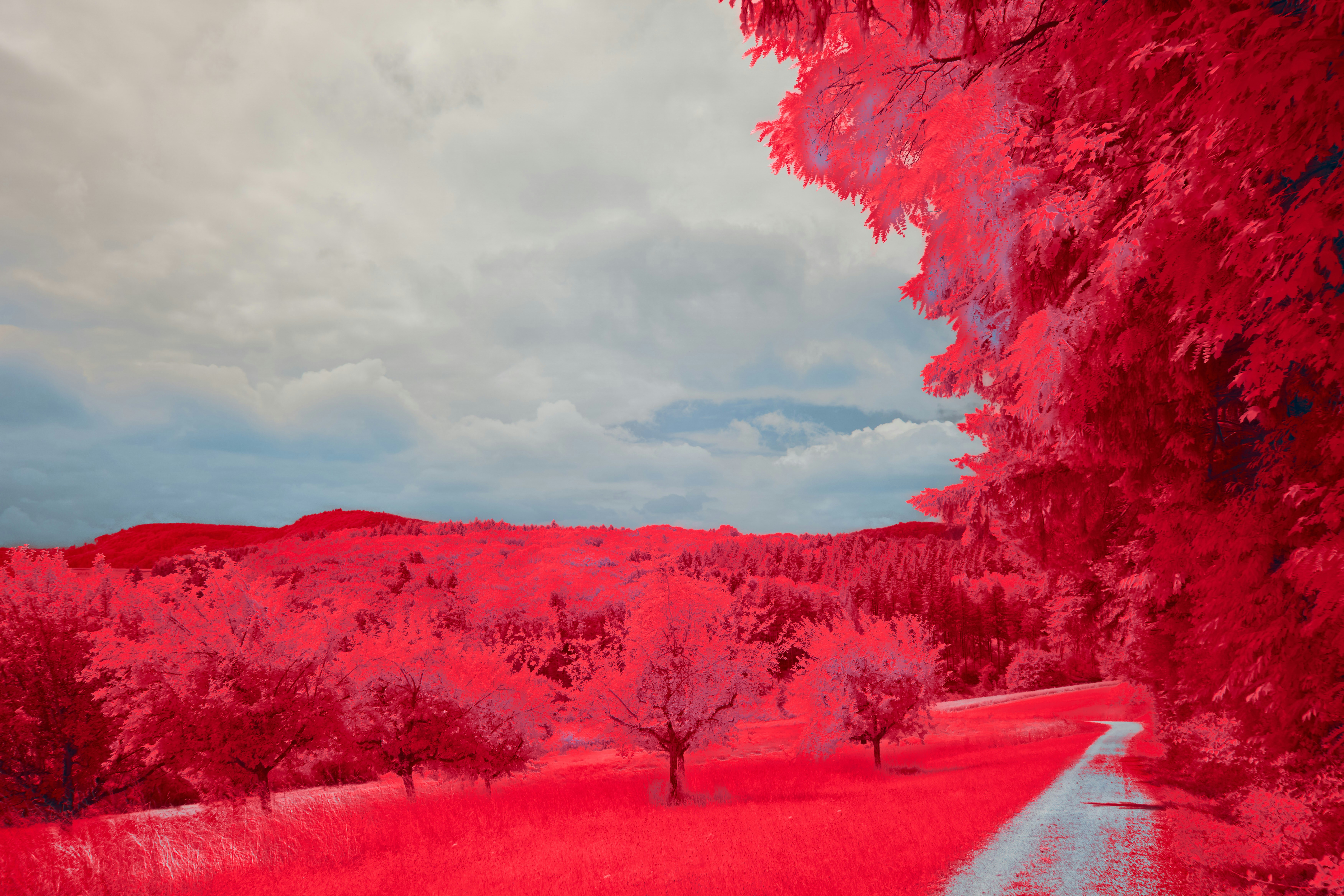 Photo by wolfgang_hasselmann