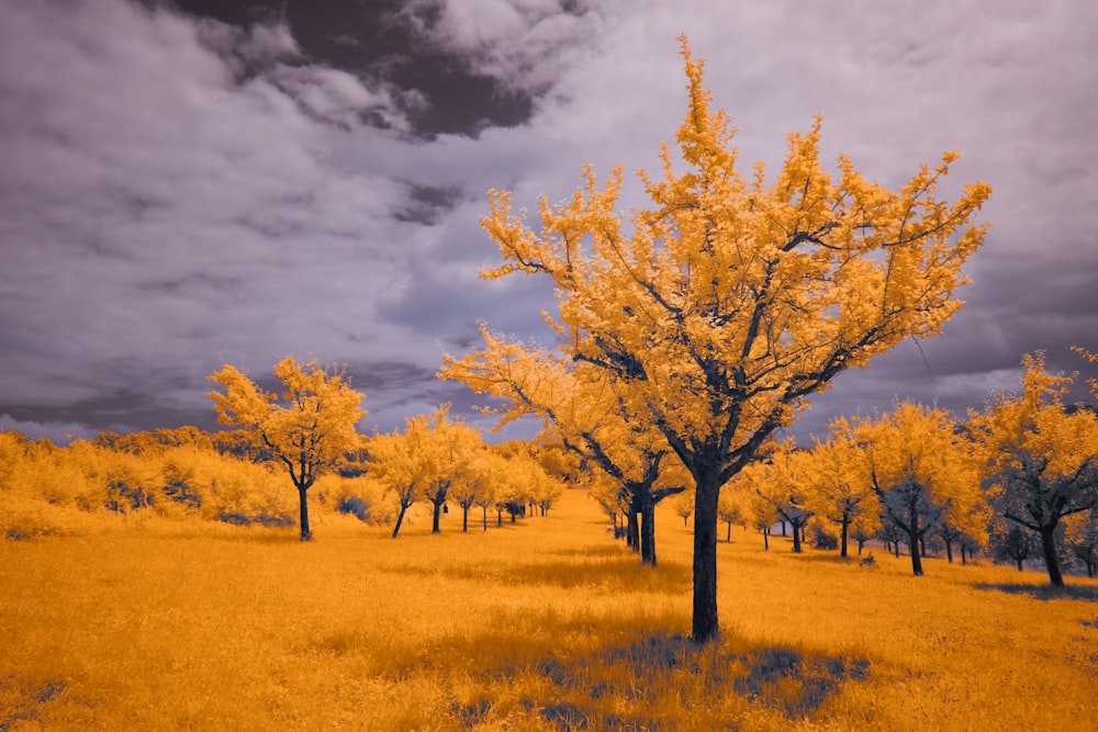 a yellow field with trees and clouds in the background