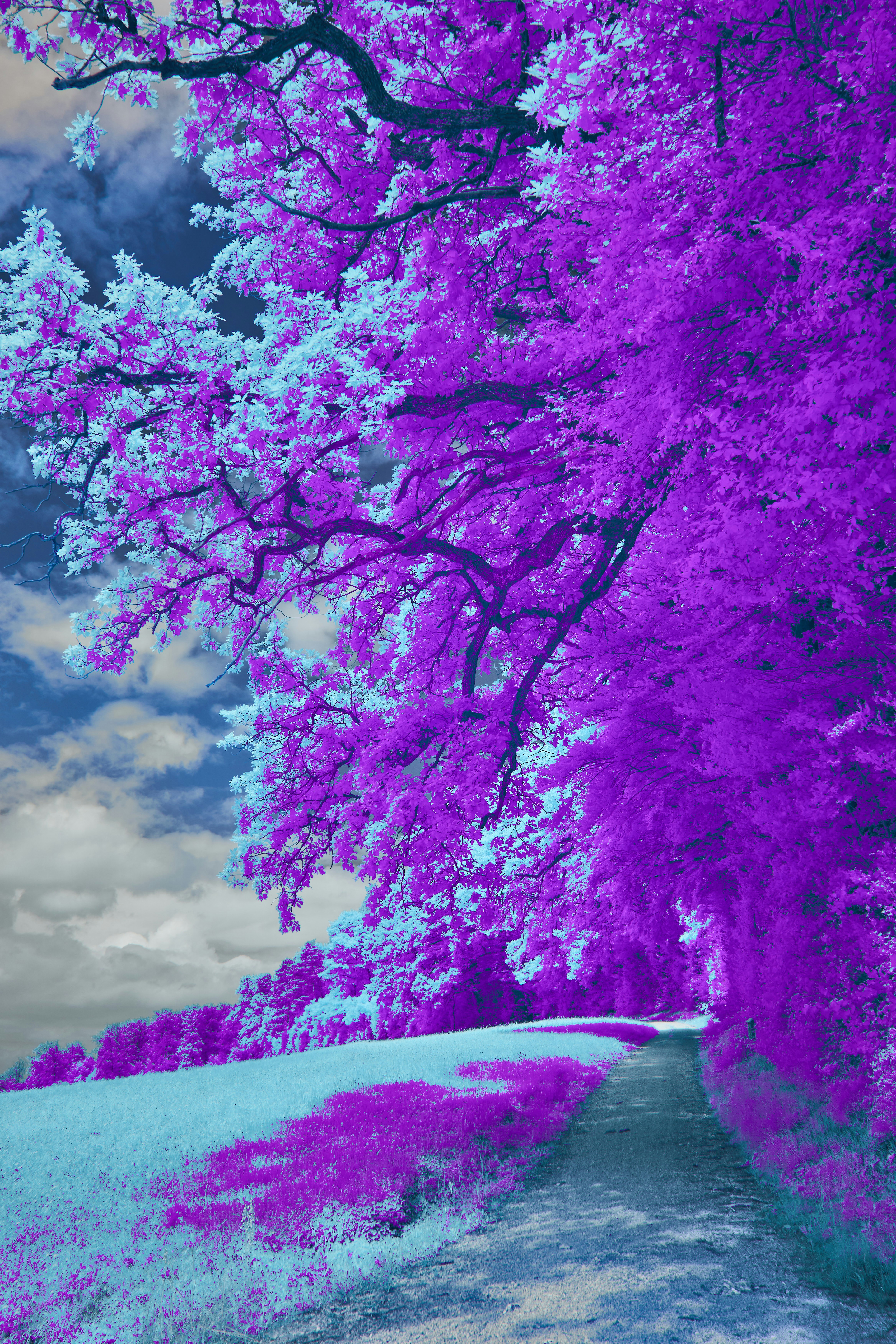 A road with purple flowers on the side of it photo – Free Purple Image on  Unsplash, image size:3000x4500