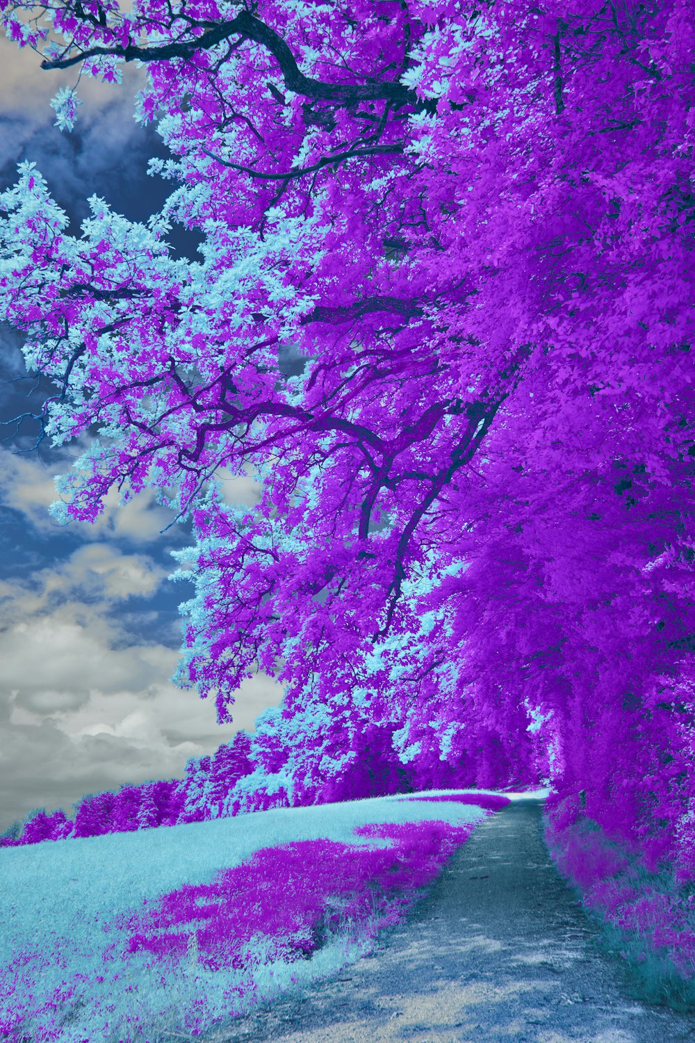 a road with purple flowers on the side of it