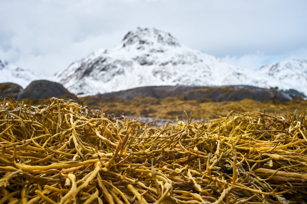 a pile of yellow grass with a mountain in the background