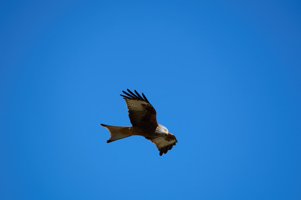 a large bird flying through a blue sky