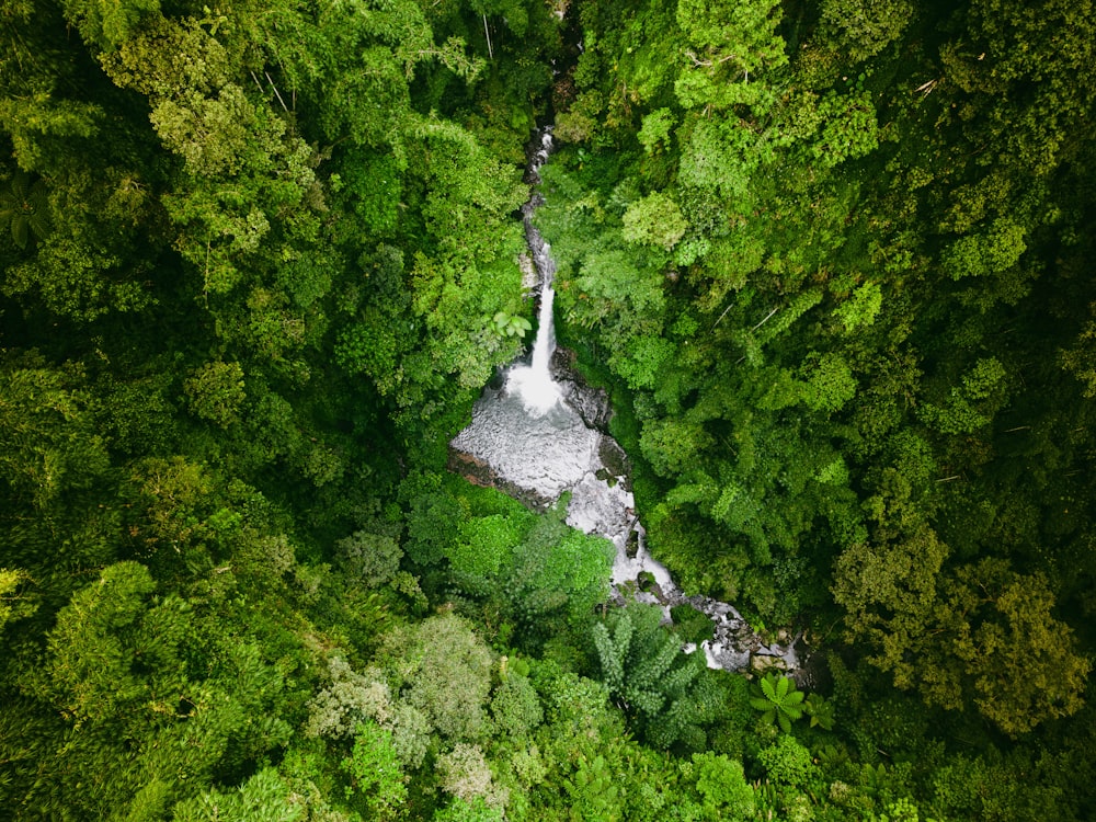 a waterfall in the middle of a forest