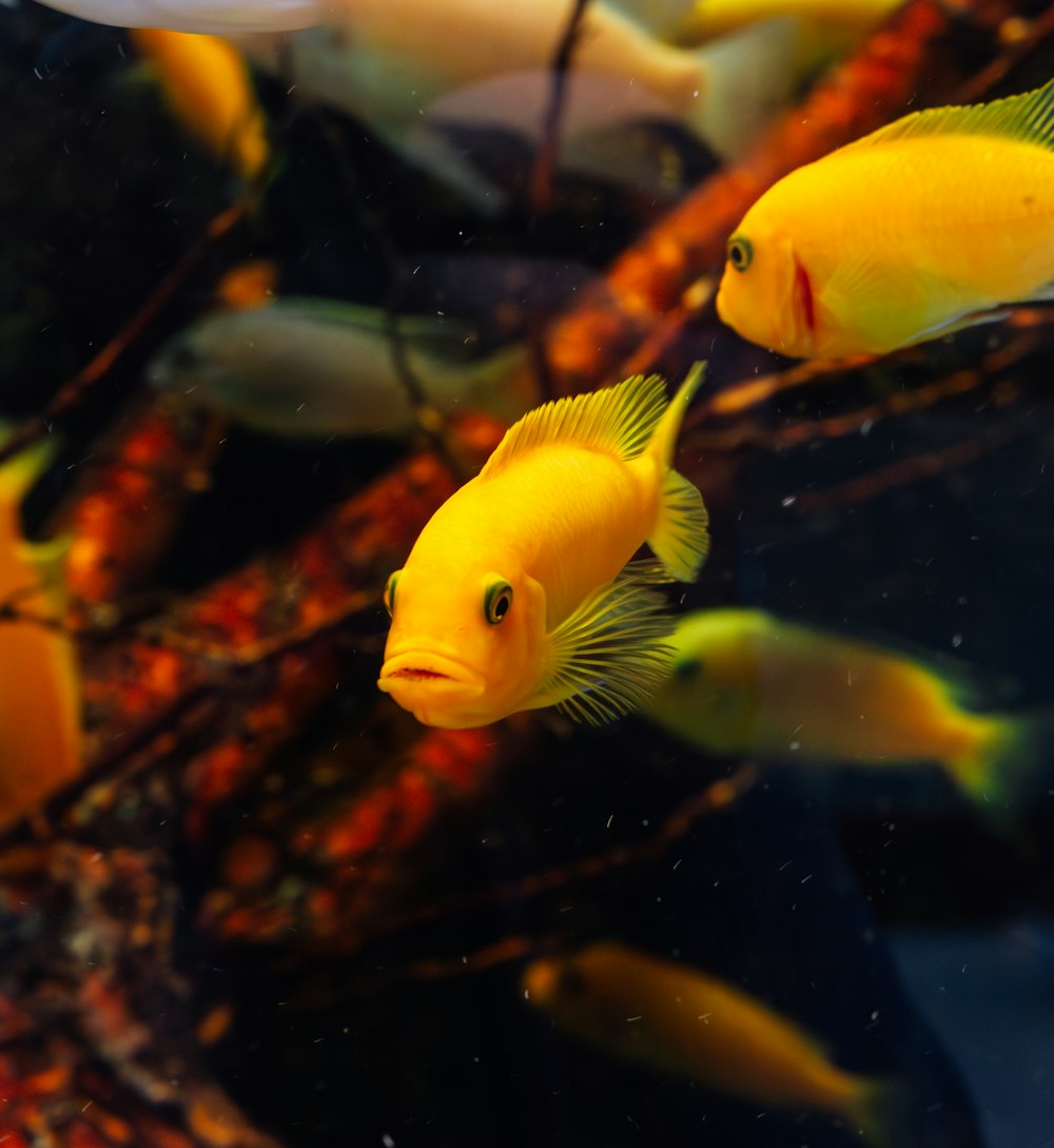 a group of yellow fish swimming in an aquarium
