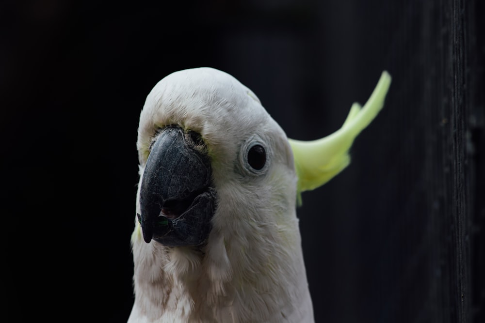 a close up of a white parrot with a yellow beak