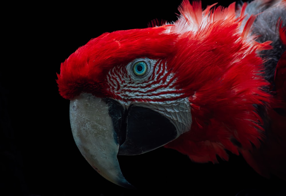 a close up of a red parrot with a black background