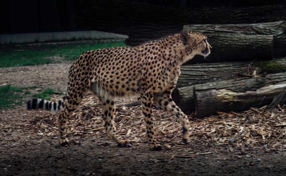 a cheetah is standing in the dirt near a tree