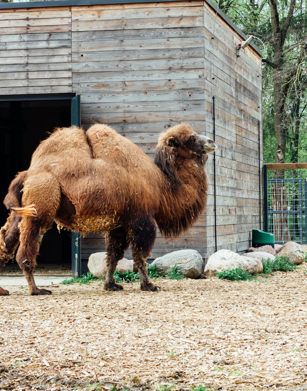 Un camello parado frente a un edificio de madera