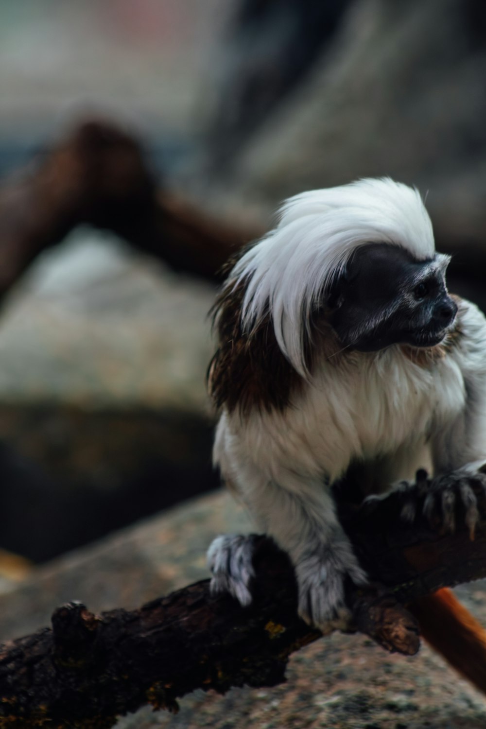 a small white and brown monkey sitting on a tree branch