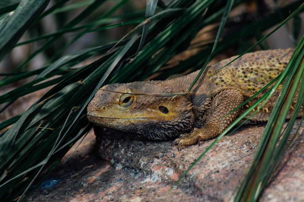 a close up of a lizard on a rock