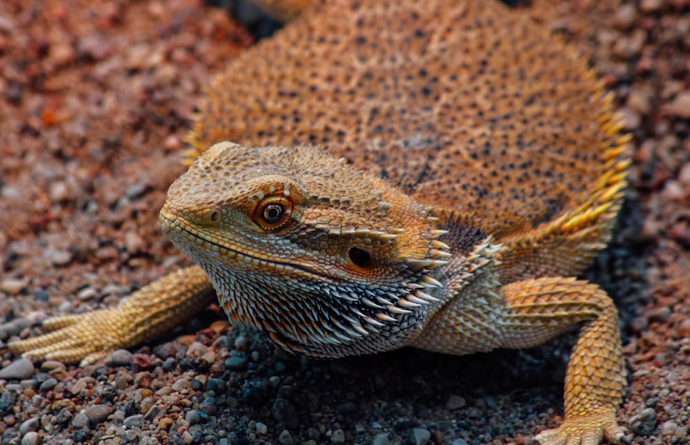 a close up of a lizard on the ground