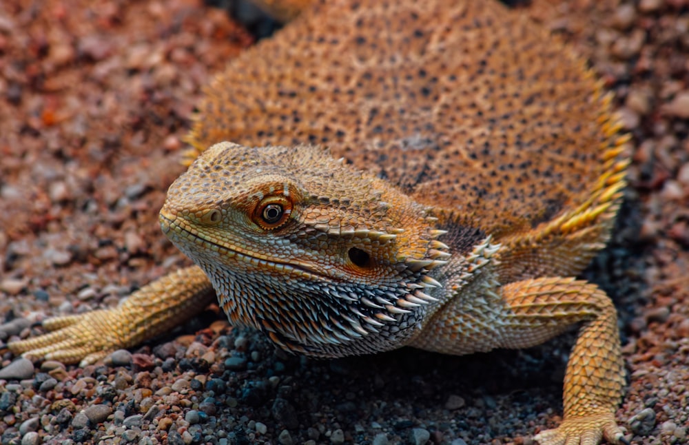 Un primer plano de un lagarto en el suelo