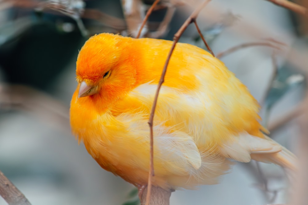 un pájaro amarillo sentado en lo alto de la rama de un árbol
