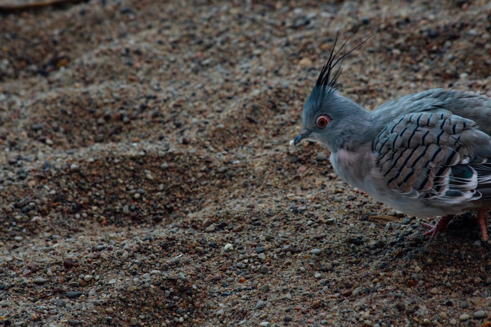 un pájaro parado en la cima de una playa de arena