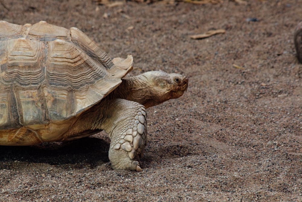 a large turtle walking across a dirt field