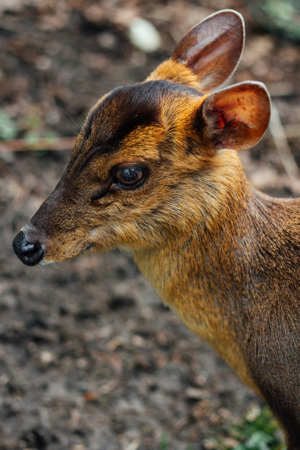 a close up of a small animal on a field