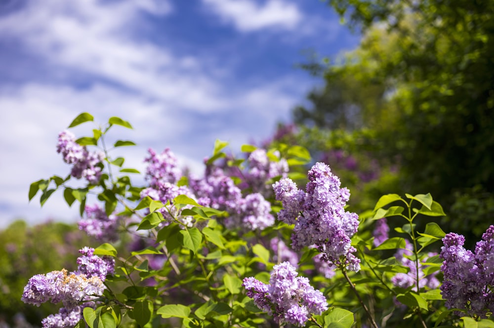 a bunch of purple flowers that are in the grass