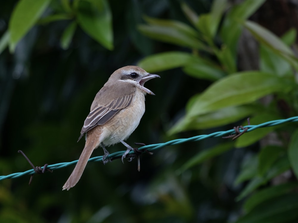 a bird sitting on a wire with its mouth open