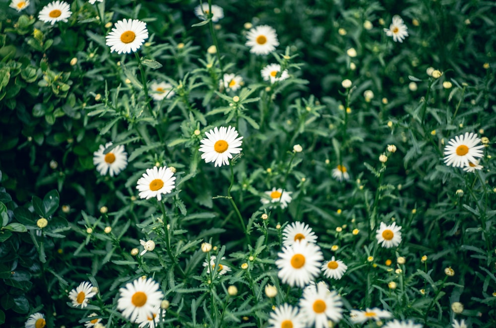 a field of white daisies with yellow centers