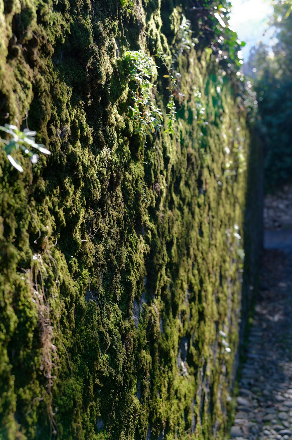 a wall covered in lots of green moss