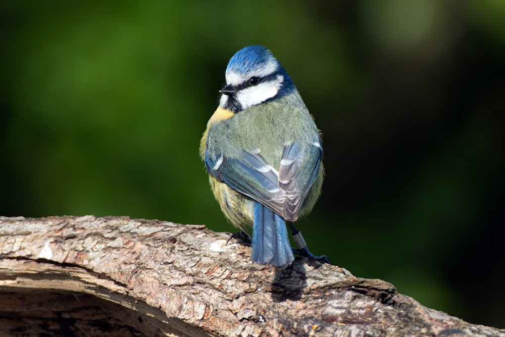 a blue and white bird sitting on a tree branch