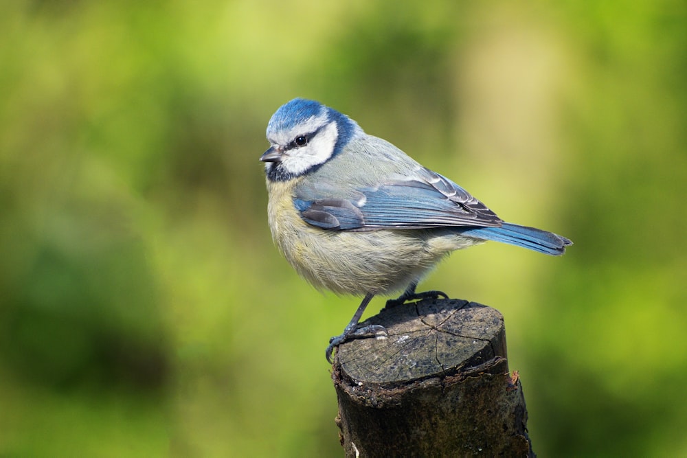 a small blue bird sitting on top of a tree stump