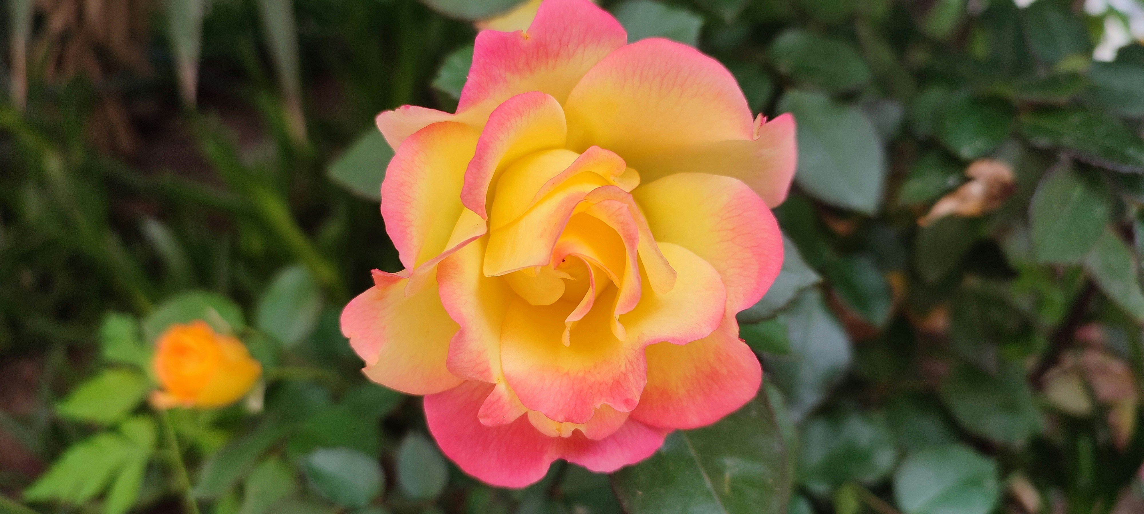 Photo by iman19791007