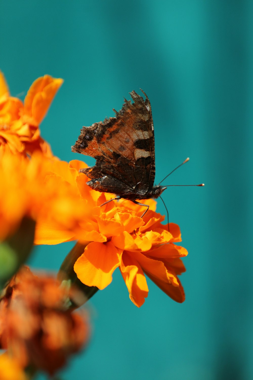 un papillon assis au sommet d’une fleur jaune