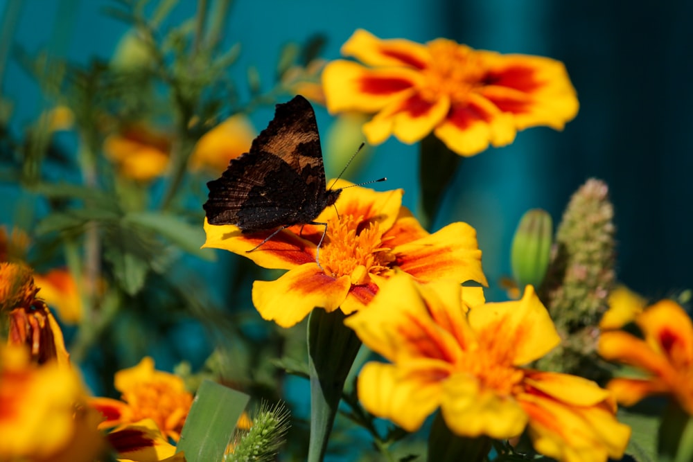 a butterfly is sitting on a yellow flower